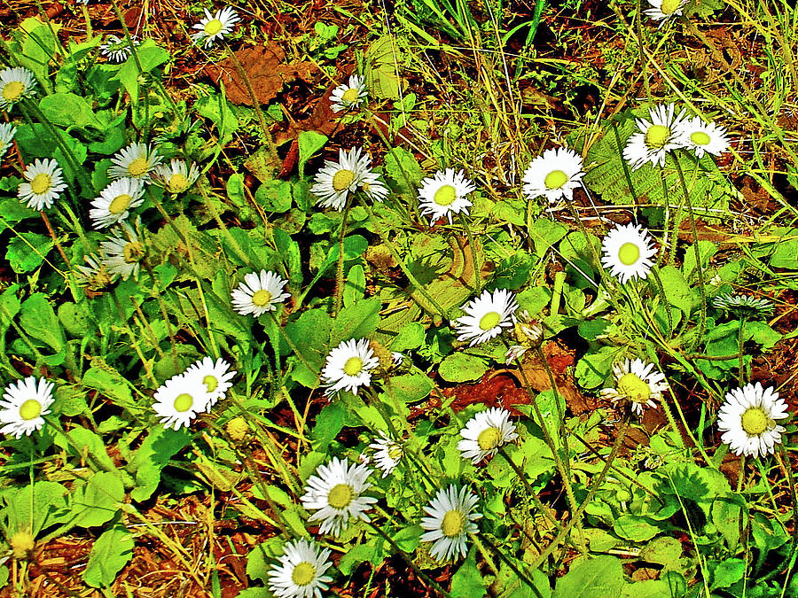 English Daisies by the Roadside in Cape Meares State Park, Oregon Photograph by Ruth Hager
