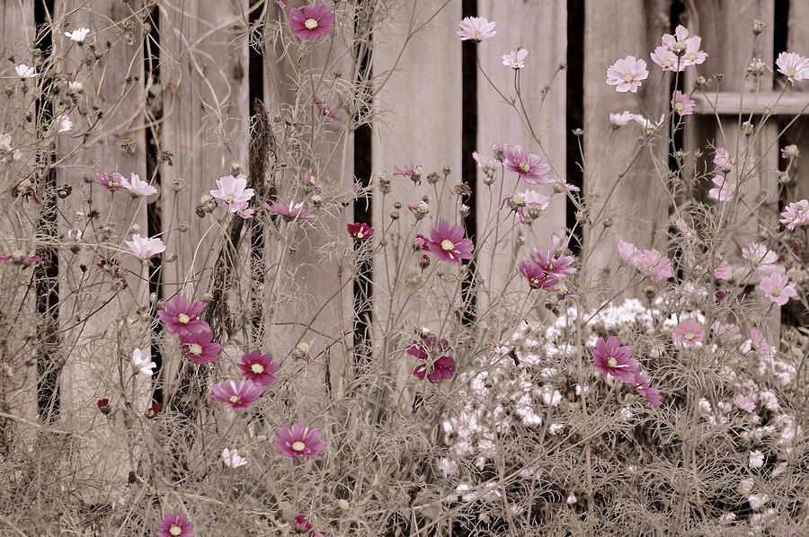 English Garden in Pink and Gray Photograph by Susan Maxwell Schmidt