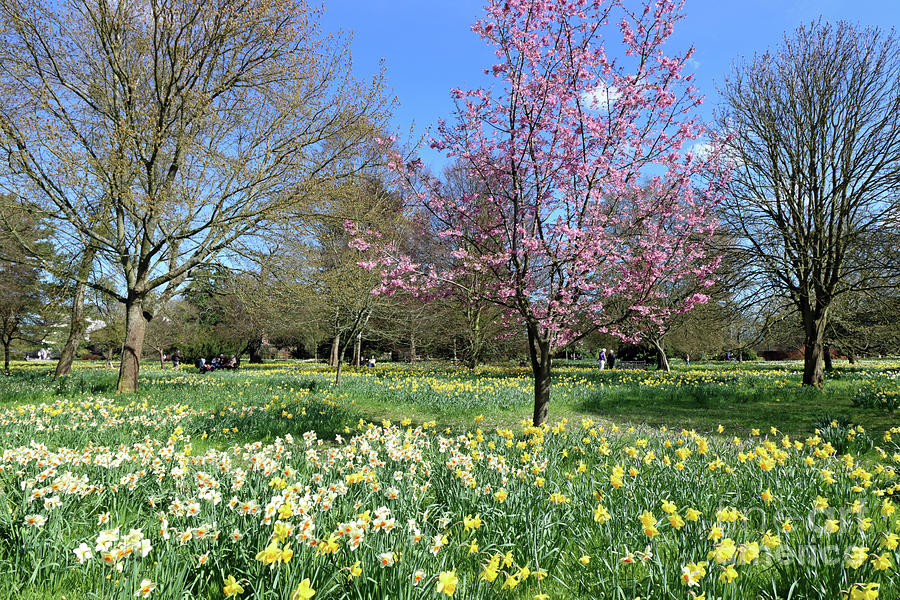 English Garden in Springtime Photograph by Julia Gavin