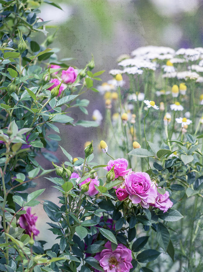 English Garden Photograph by Jennifer Grossnickle