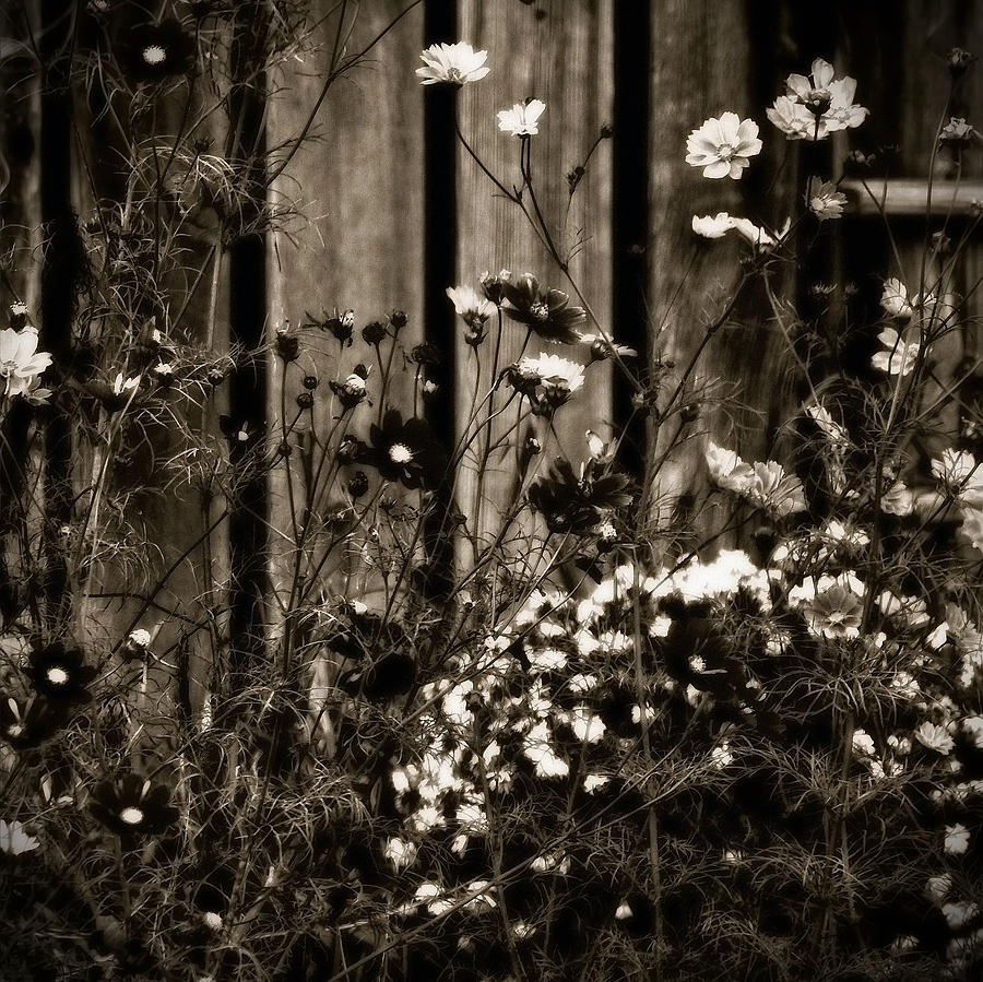 English Garden Noir Photograph by Susan Maxwell Schmidt
