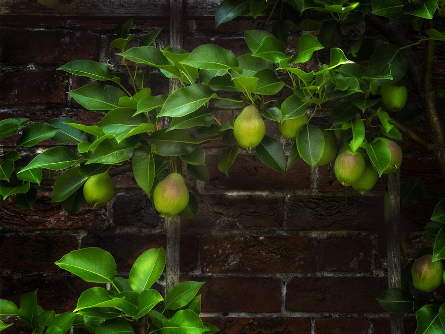 English garden pears one Photograph by Gary Warnimont