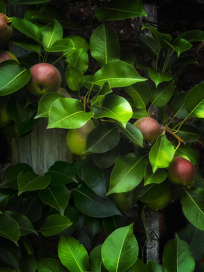 English garden pears vertical one Photograph by Gary Warnimont