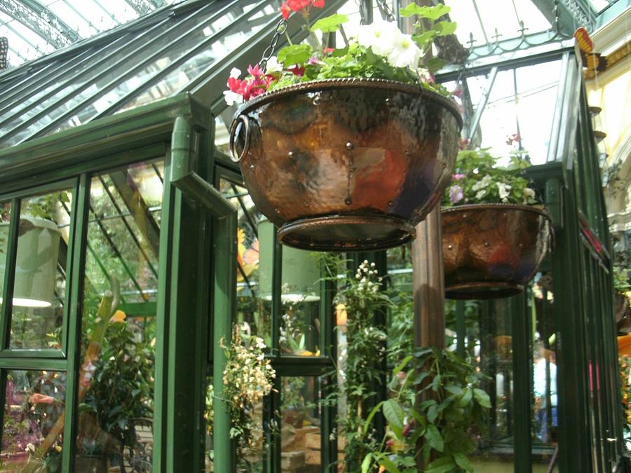 English Greenhouse Photograph