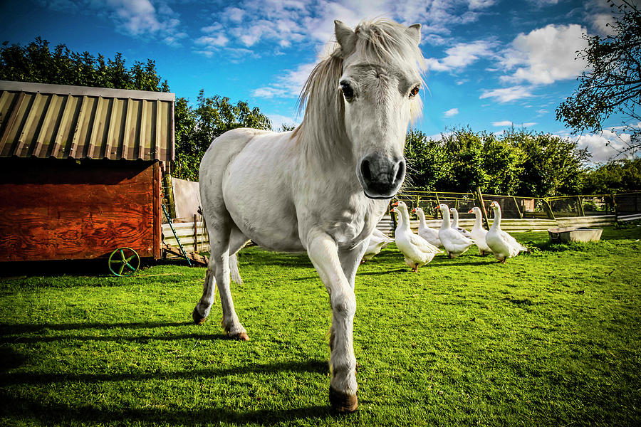 English Gypsy Horse Photograph by Jennifer Wright