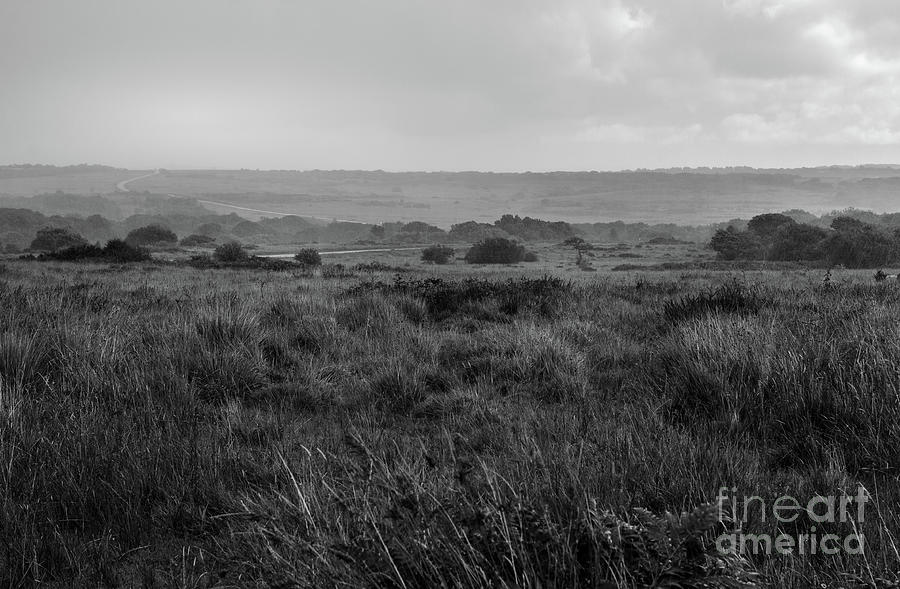 English Heathland Photograph by Perry Rodriguez