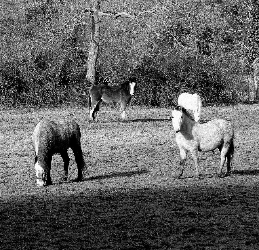 English Horses by Jenny Mead English Horses by Jenny Mead