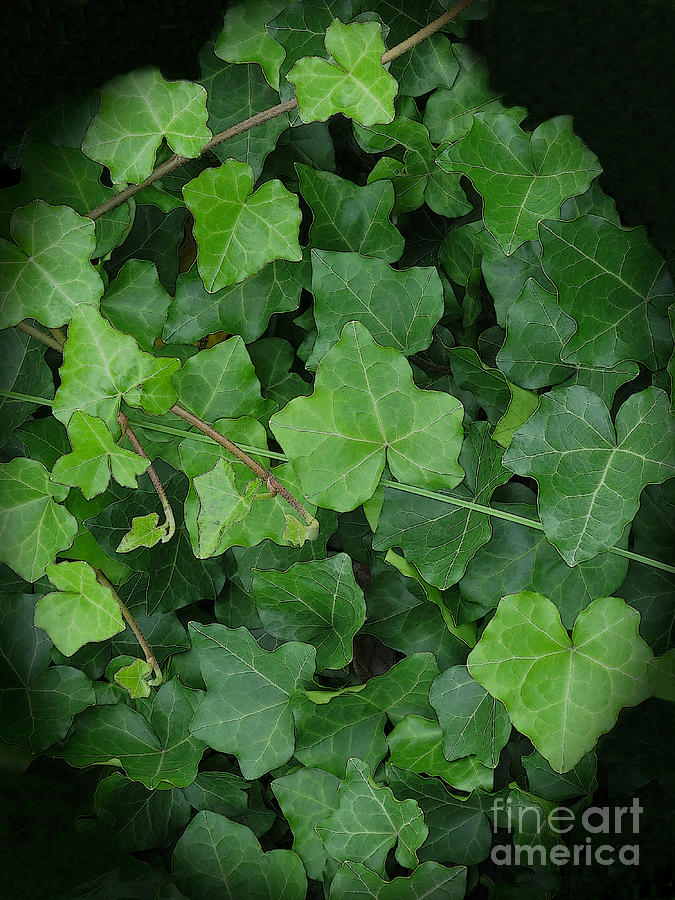 English Ivy Photograph by Ann Horn