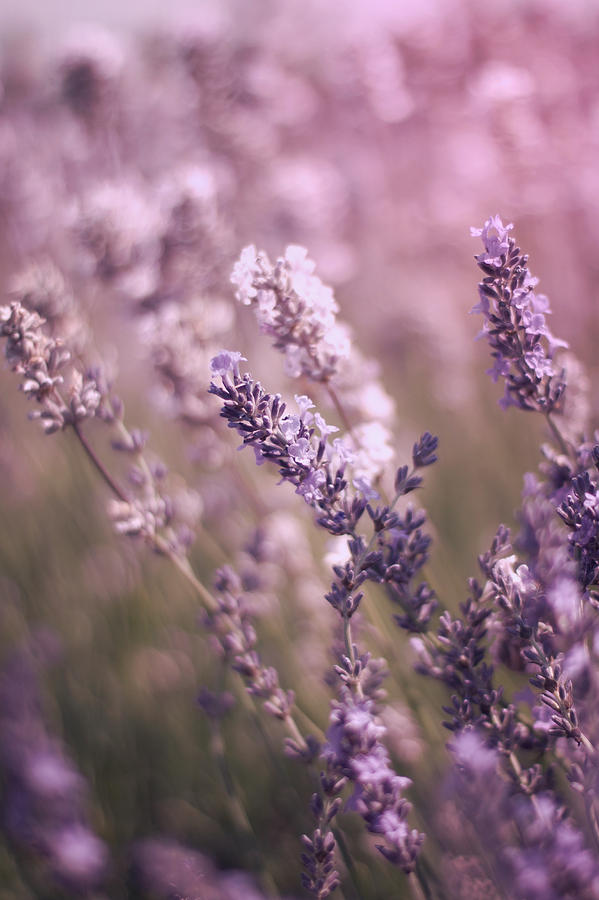 Summer Photograph - English Lavender  by Ethiriel Photography