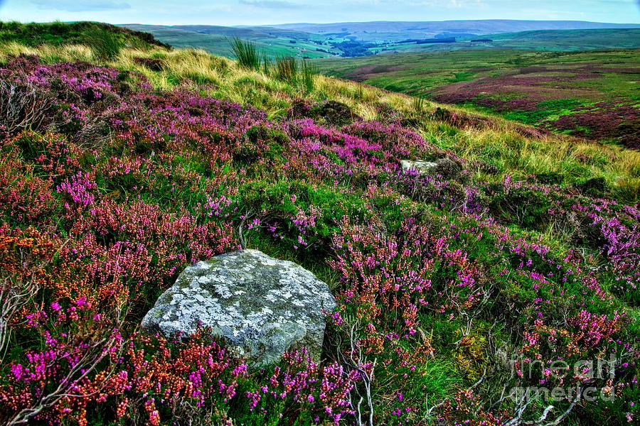 English Moorland Heather Photograph by Martyn Arnold