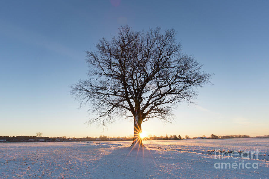 English Oak in Winter Photograph by Arterra Picture Library