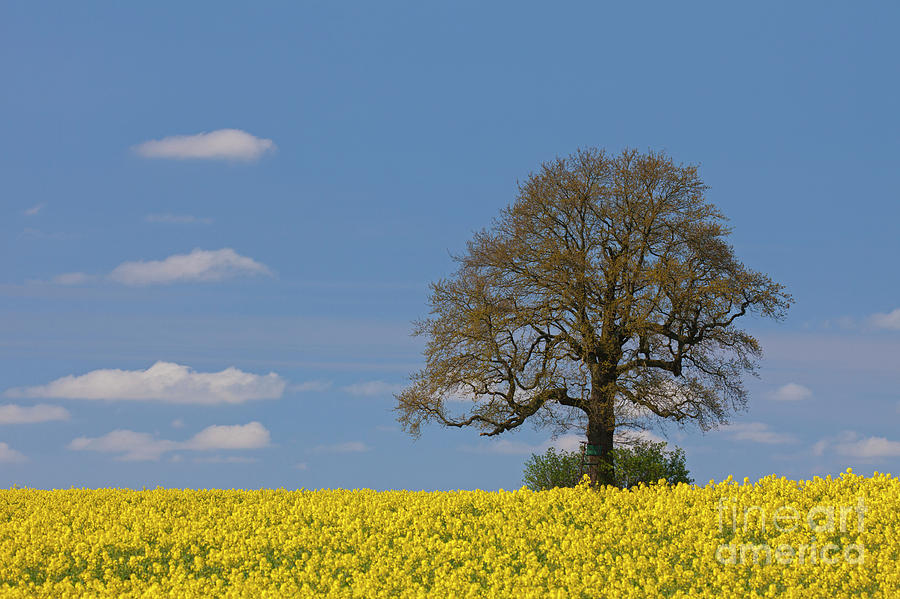 English Oak Tree Photograph by Arterra Picture Library