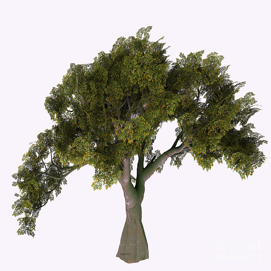 English Oak Tree Digital Art by Corey Ford