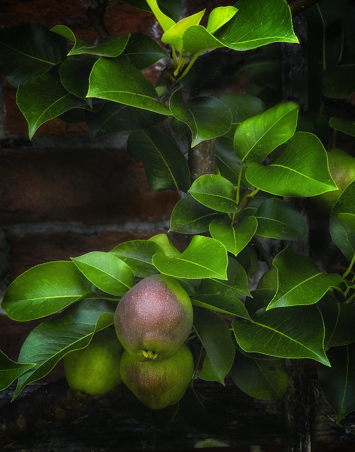 English Pears five Photograph by Gary Warnimont