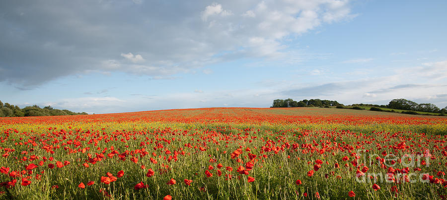 English Poppy Field Photograph by David Birchall