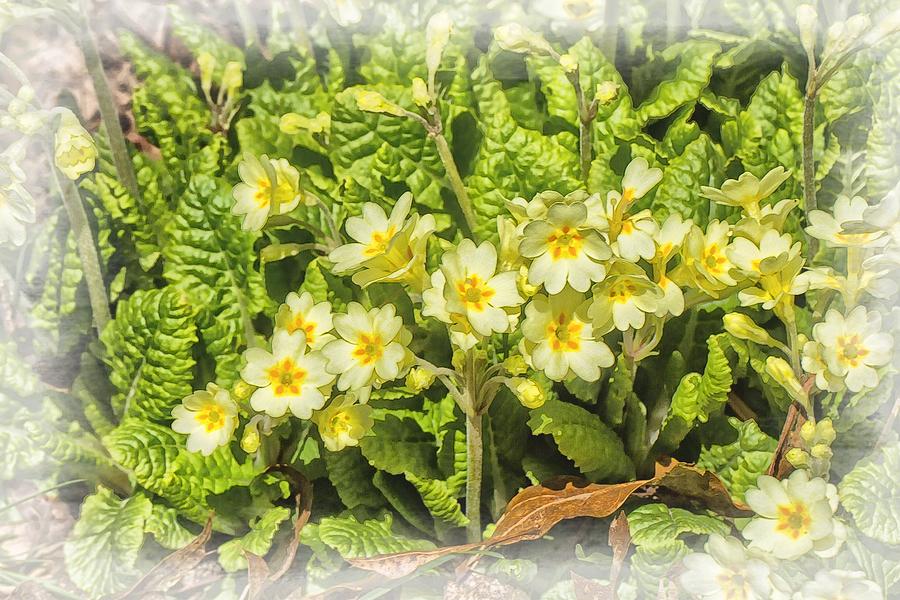 English Primrose Photograph by Constantine Gregory