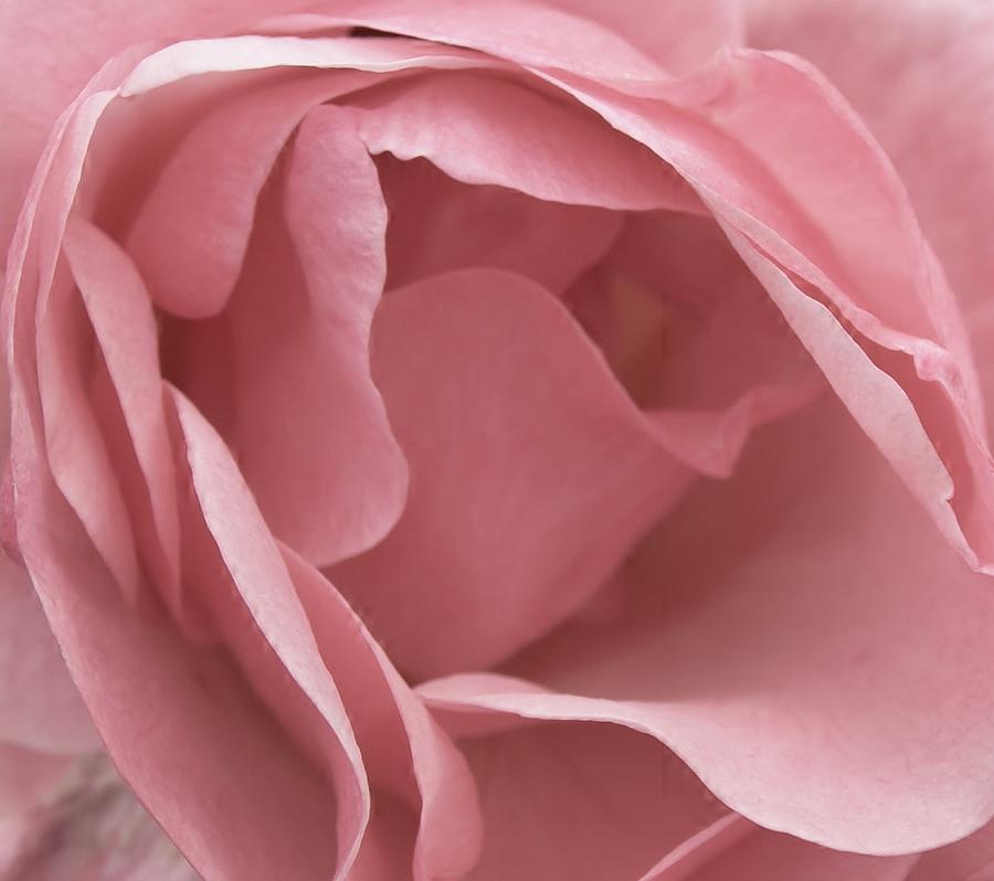 English Rose Photograph