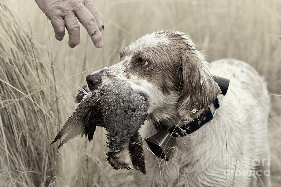 Dog Photograph - English Setter and Hungarian Partridge - D003092a by Daniel Dempster