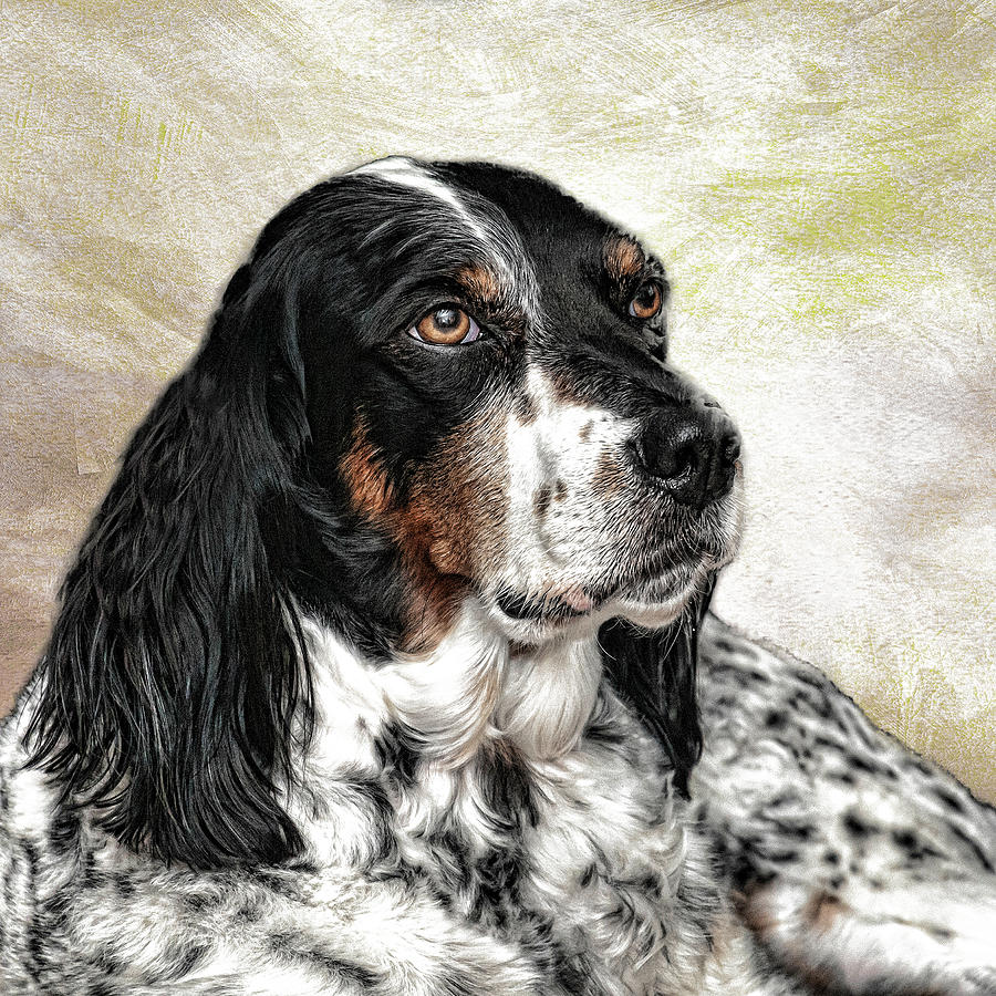 Dog Photograph - English Setter by Phyllis Taylor