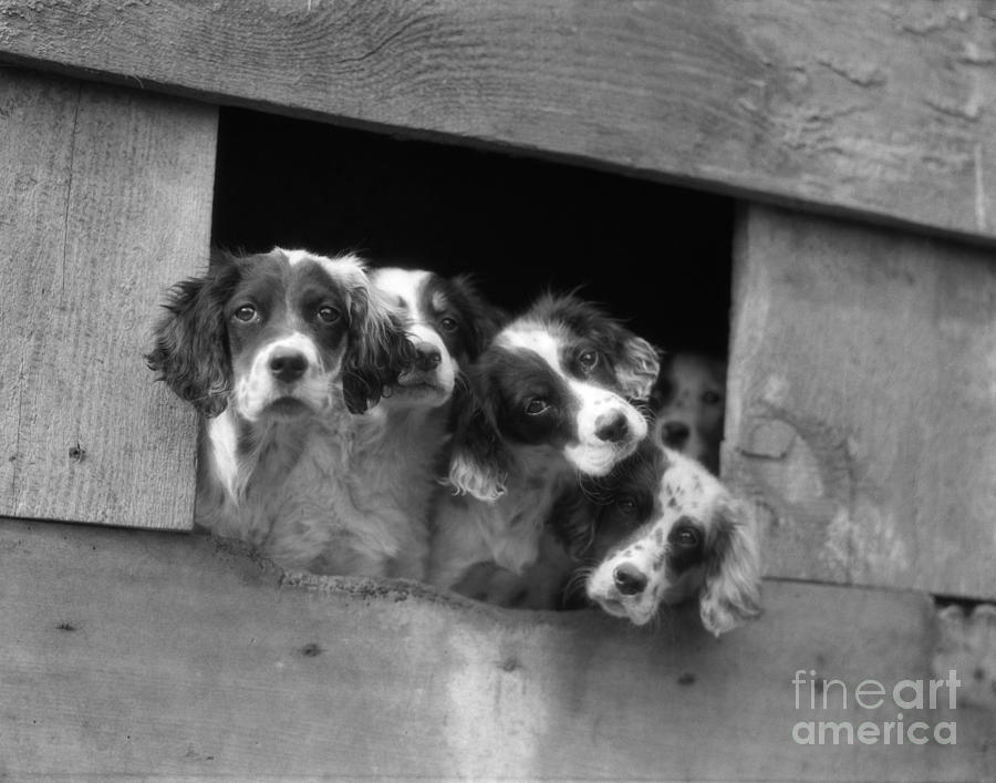 English Setter Puppies, C.1920-30s Photograph by H. Armstrong Roberts/ClassicStock