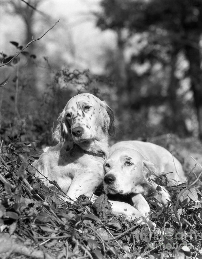 English Setters, C.1920s Photograph by H. Armstrong Roberts/ClassicStock