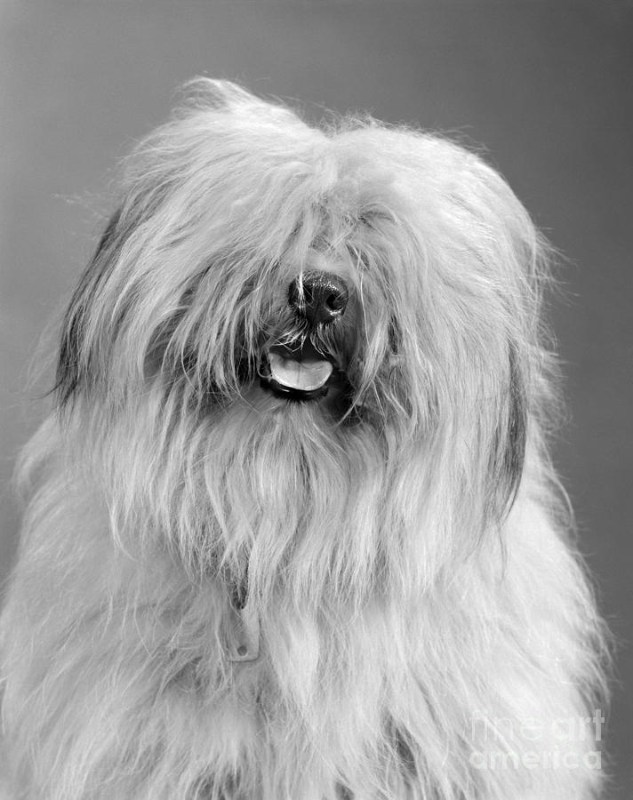 English Sheepdog, C.1960s Photograph by H. Armstrong Roberts/ClassicStock