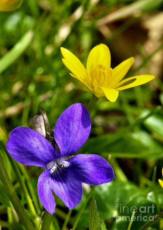 English Spring Wild Flowers Photograph by Martyn Arnold