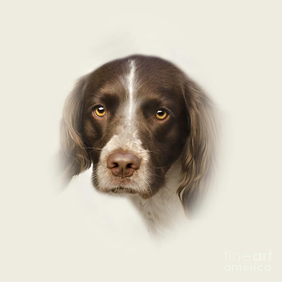 Dog Photograph - English Springer Spaniel  by Linsey Williams