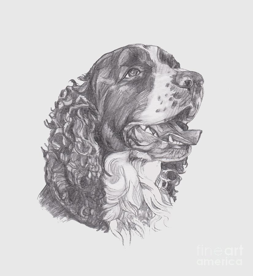 English Springer Spaniel Portrait Drawing by I Am Lalanny Fine Art