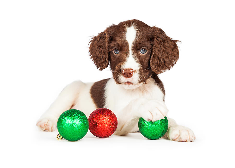 English Springer Spaniel Puppy With Christmas Baubles Photograph by Good Focused
