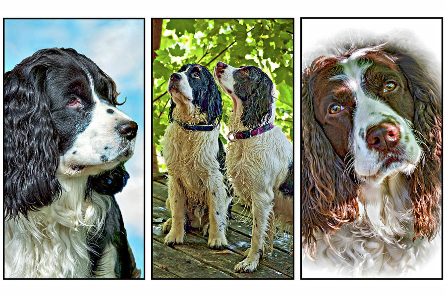 English Springer Spaniel Triptych Photograph by Steve Harrington