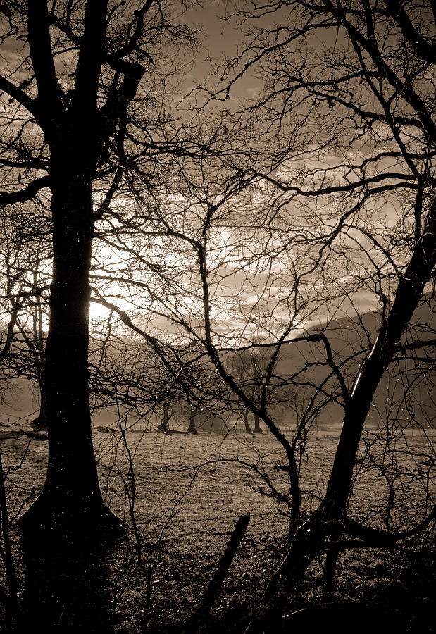 English trees Photograph by Scott Sawyer