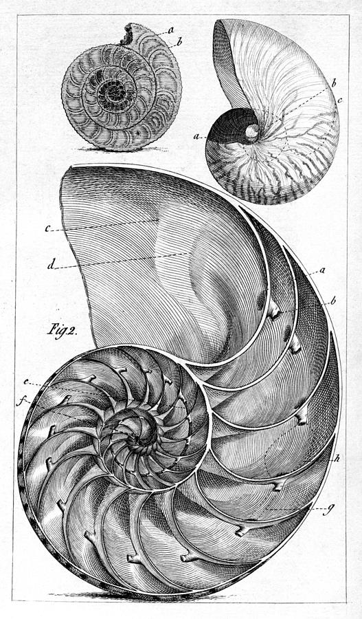 Shell Photograph - Engraving Of A Nautilus And An Ammonite by Middle Temple Library