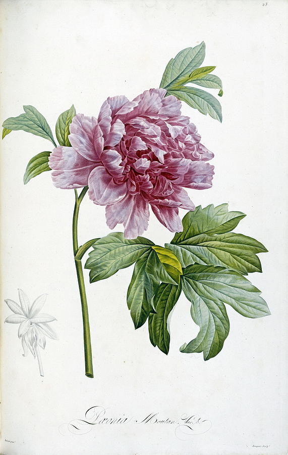 Engraving Of A Peony Painting by Pierre Joseph Redoute - Fine Art America