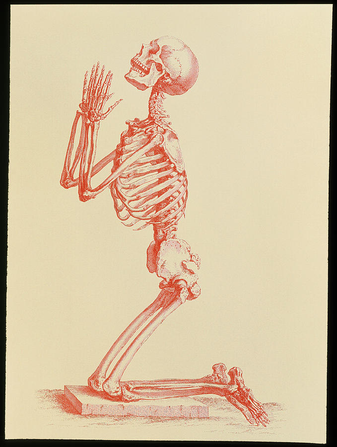 Skeleton torso, for Cheselden's Osteographia, Works of Art