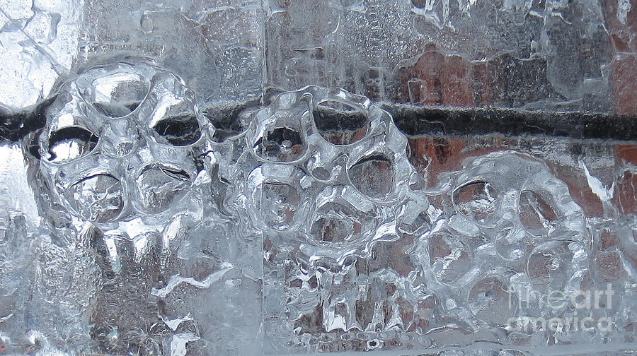 Nature Photograph - Engrenage de glace / Iced Gear by Dominique Fortier