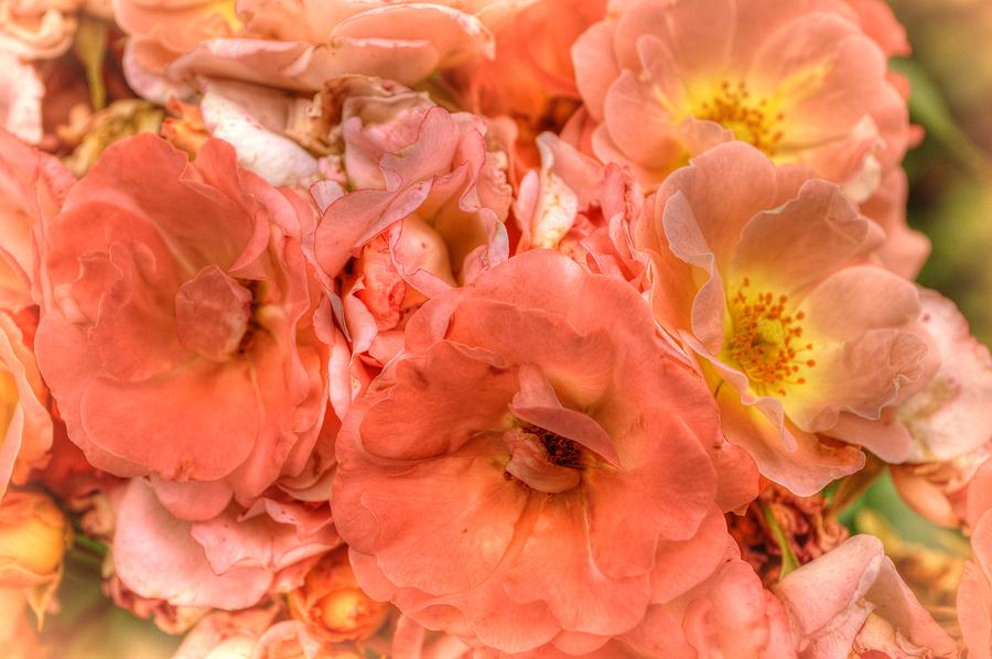Engulfed In Roses Photograph