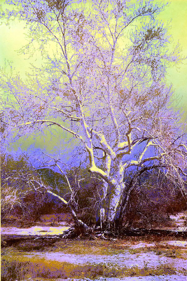 Enhanced Cottonwood Tree Photograph by M Diane Bonaparte