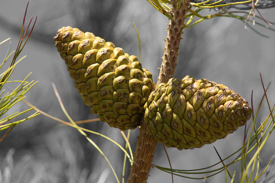 Enhanced Green Pine Cone Photograph by Colleen Cornelius