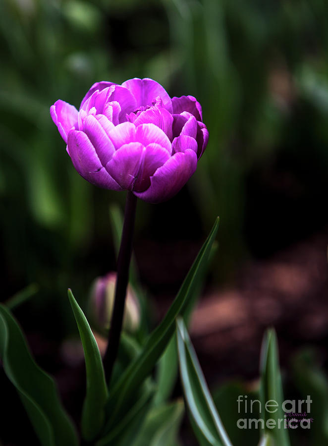 Enjoy Life, Single Tulip Photograph by David Millenheft