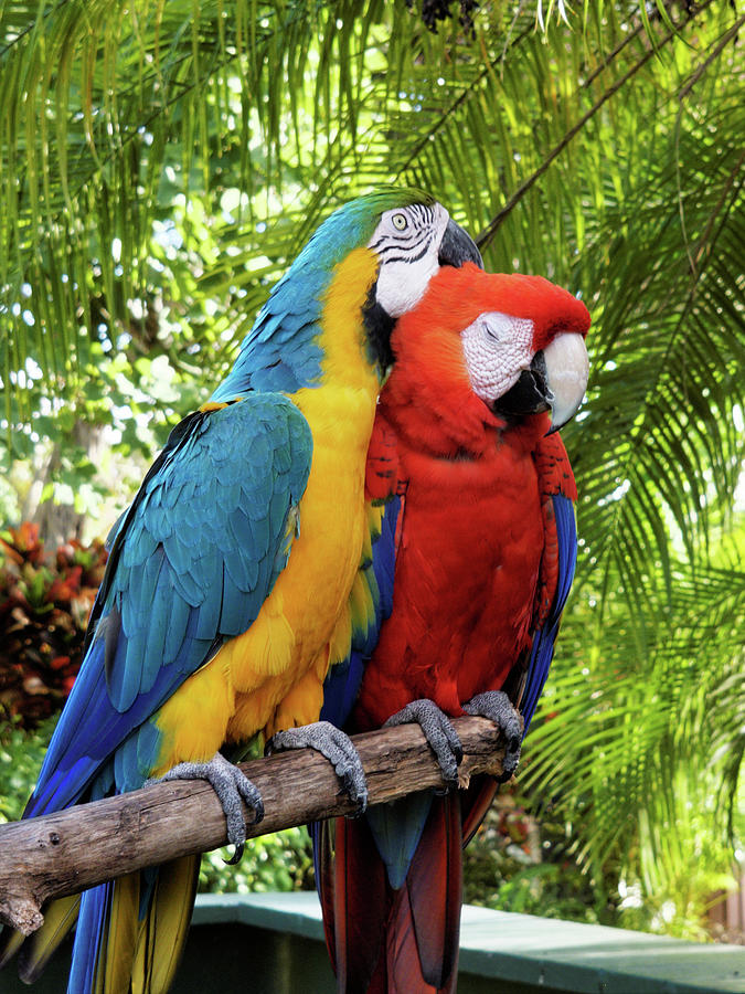 Love Birds Cuddling Macaws Photograph by Jill Nightingale