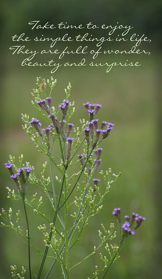Enjoy the Simple Things Verbena Wildflowers Photograph by Kathy Clark