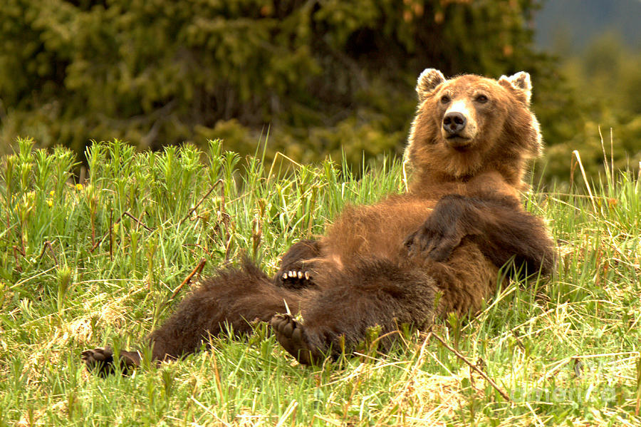 Enjoying A Cool Spring Day At Banff Photograph by Adam Jewell