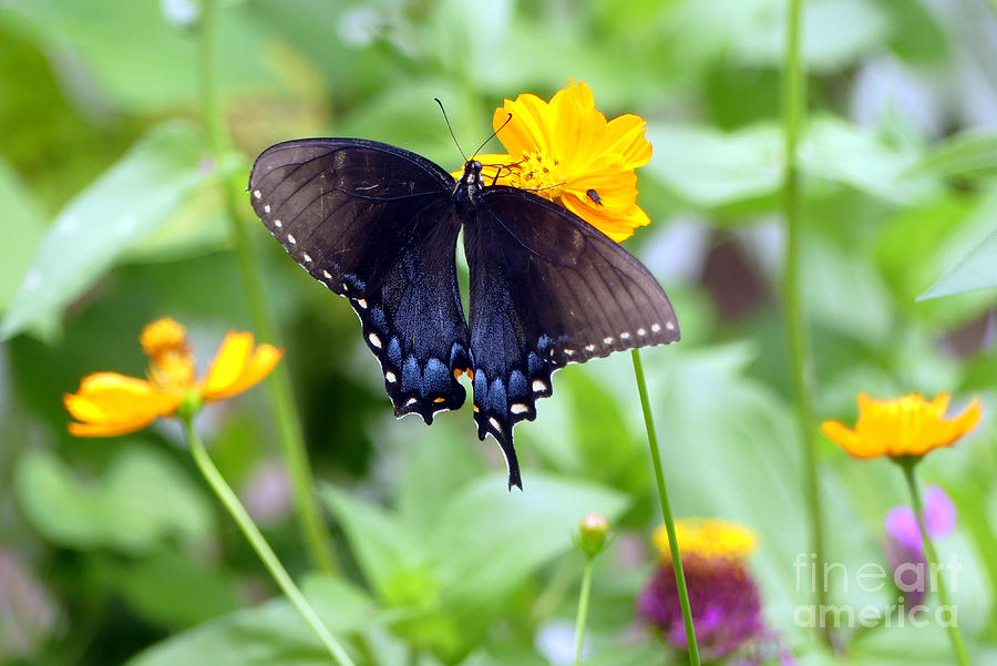 Enjoying Garden Butterfly Photograph by Amy Dundon