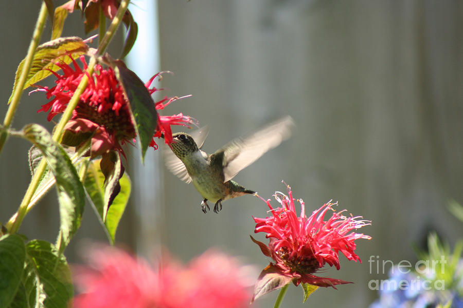 Hummingbird Photograph - Enjoying The Bee Balm  by Cathy Beharriell