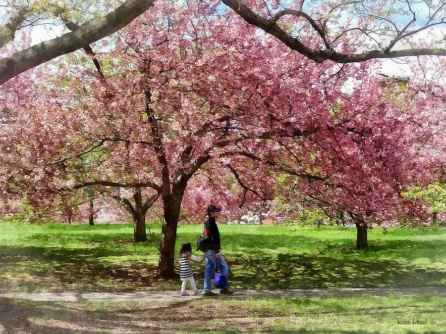 Enjoying the Cherry Trees Photograph by Susan Savad