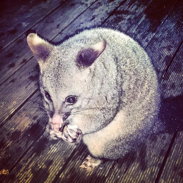 Possums Photograph - Enjoying The Hottub And This Little One by Samantha Dudley