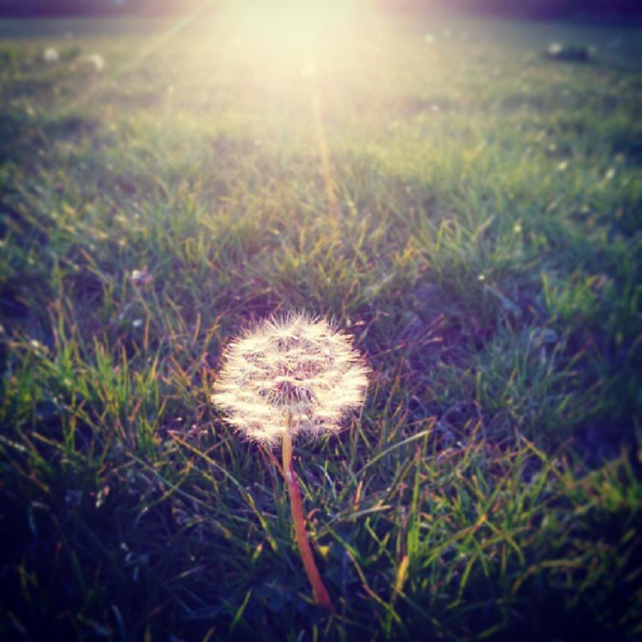 Flower Photograph - Enjoying The Last Rays Of Sunshine by Jennie Davies