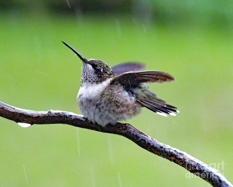 Enjoying The Rain - Ruby-throated Hummingbird Photograph by Cindy Treger