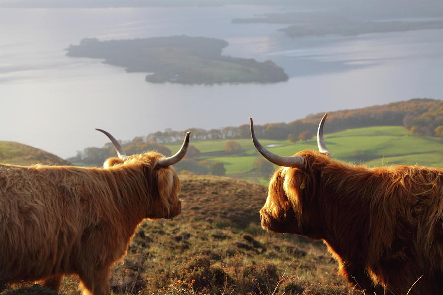 Cow Photograph - Enjoying The View - Highland Cattle by Bruce J Robinson